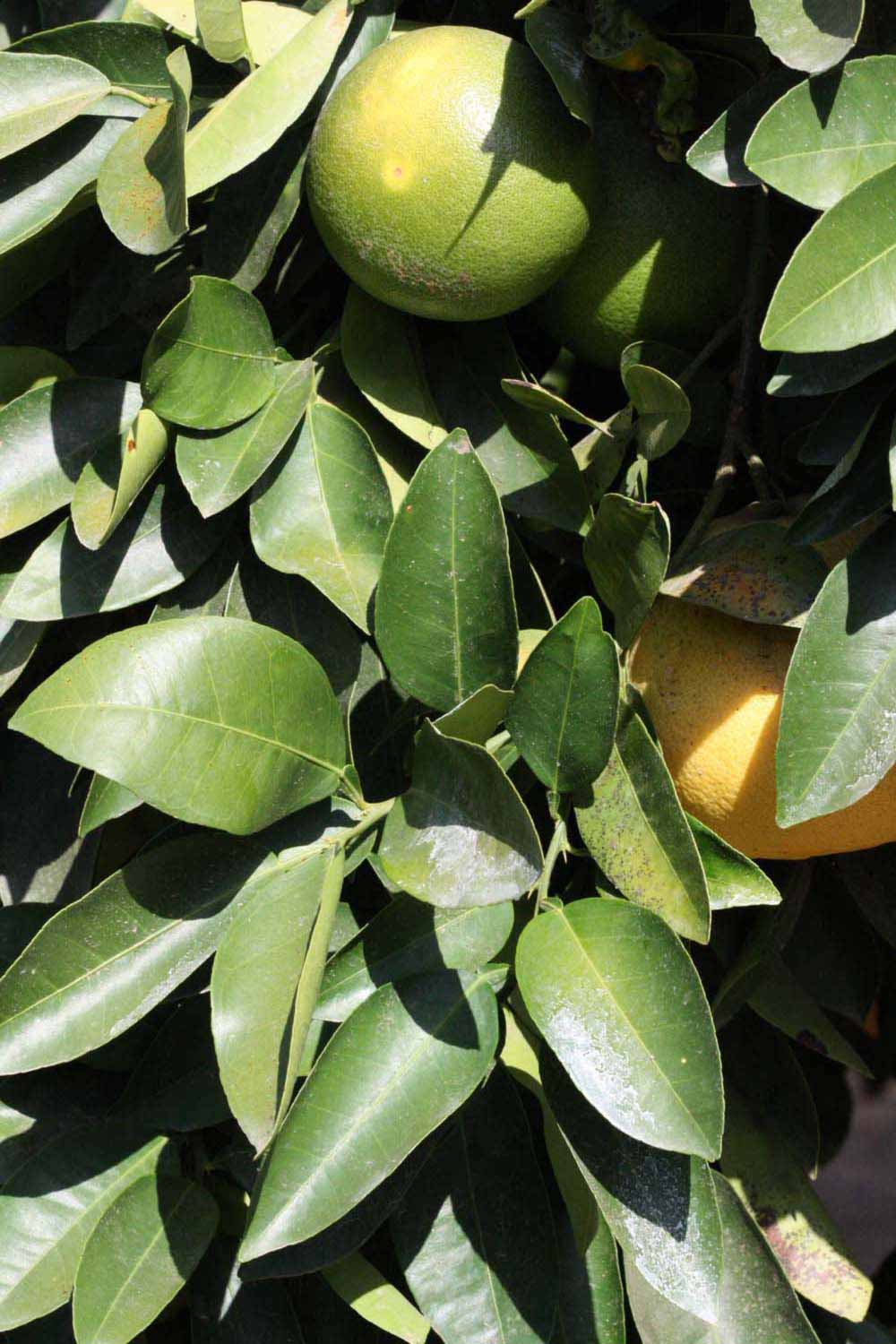              Sun leaves (Riverside, CA)       